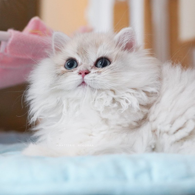 Authentique Paxou Mâle British Longhair