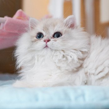 Paxou Mâle British Longhair