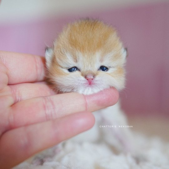 Pikachu Mâle British Shorthair