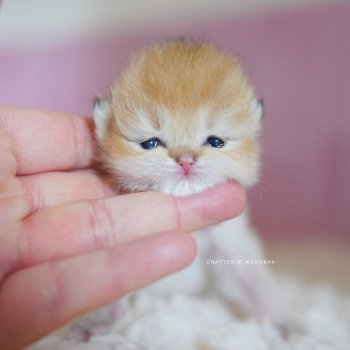Pikachu Mâle British Shorthair