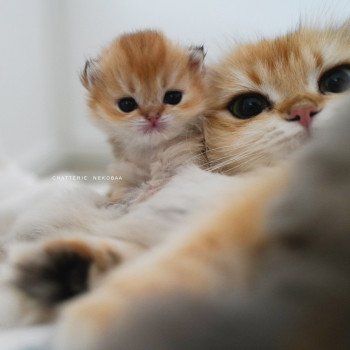 chaton British Shorthair black golden shaded Pikachu Chatterie Nekobaa chaton British Shorthair black golden shaded Pikachu Chatterie Nekobaa