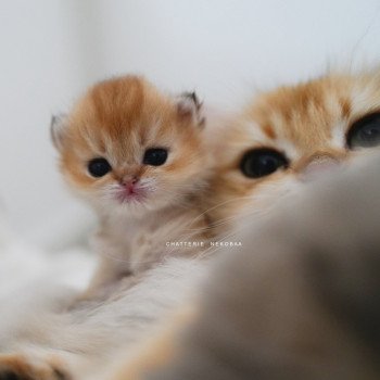 chaton British Shorthair black golden shaded Pikachu Chatterie Nekobaa chaton British Shorthair black golden shaded Pikachu Chatterie Nekobaa