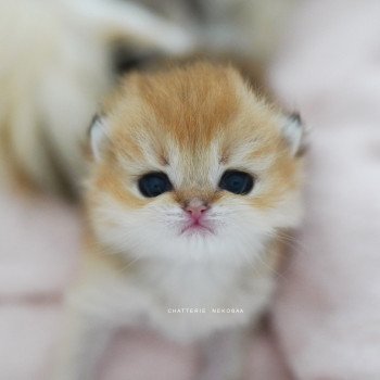 Pikachu Mâle British Shorthair