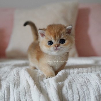 chaton British Shorthair black golden shaded Pikachu Chatterie Nekobaa