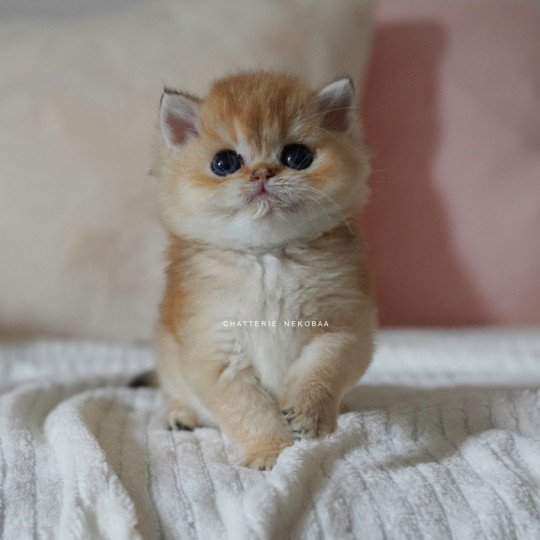 Pikachu Mâle British Shorthair