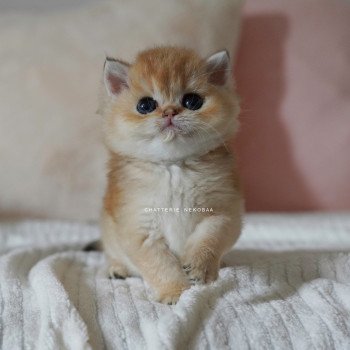 chaton British Shorthair black golden shaded Pikachu Chatterie Nekobaa