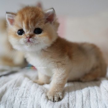 chaton British Shorthair black golden shaded Pikachu Chatterie Nekobaa