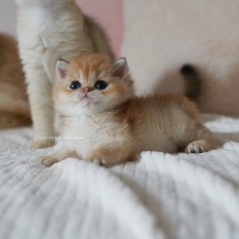 chaton British Shorthair black golden shaded Pikachu Chatterie Nekobaa