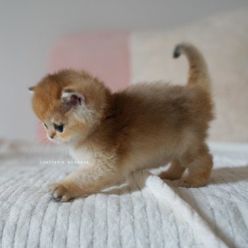 chaton British Shorthair black golden shaded Pikachu Chatterie Nekobaa