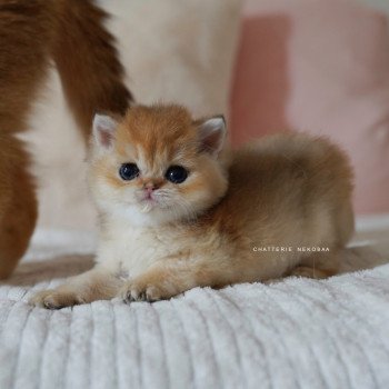 chaton British Shorthair black golden shaded Pikachu Chatterie Nekobaa