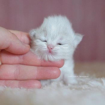 chaton British Longhair blue golden point Plumette Chatterie Nekobaa chaton British Longhair blue golden point Plumette Chatterie Nekobaa