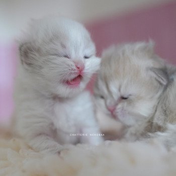 chaton British Longhair blue golden point Plumette Chatterie Nekobaa chaton British Longhair blue golden point Plumette Chatterie Nekobaa