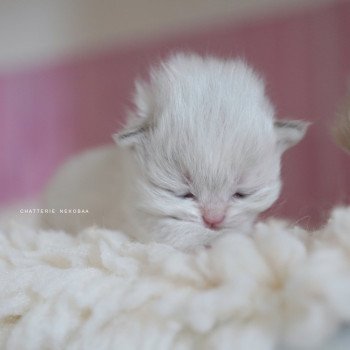 chaton British Longhair blue golden point Plumette Chatterie Nekobaa chaton British Longhair blue golden point Plumette Chatterie Nekobaa