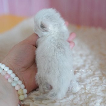 chaton British Longhair blue golden point Plumette Chatterie Nekobaa chaton British Longhair blue golden point Plumette Chatterie Nekobaa