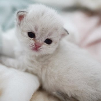 chaton British Longhair blue golden point Plumette Chatterie Nekobaa chaton British Longhair blue golden point Plumette Chatterie Nekobaa
