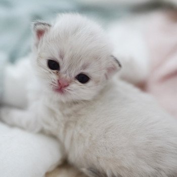 chaton British Longhair blue golden point Plumette Chatterie Nekobaa chaton British Longhair blue golden point Plumette Chatterie Nekobaa