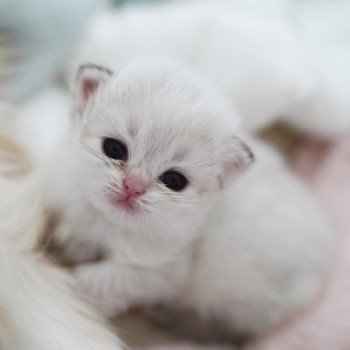 chaton British Longhair blue golden point Plumette Chatterie Nekobaa chaton British Longhair blue golden point Plumette Chatterie Nekobaa