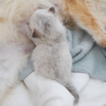 chaton British Longhair blue golden point Plumette Chatterie Nekobaa chaton British Longhair blue golden point Plumette Chatterie Nekobaa
