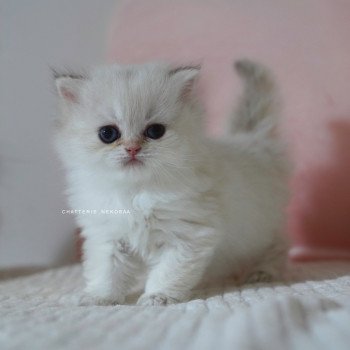 chaton British Longhair blue golden point Plumette Chatterie Nekobaa chaton British Longhair blue golden point Plumette Chatterie Nekobaa
