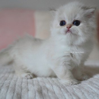 chaton British Longhair blue golden point Plumette Chatterie Nekobaa chaton British Longhair blue golden point Plumette Chatterie Nekobaa
