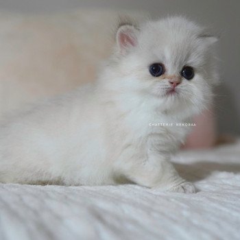 chaton British Longhair blue golden point Plumette Chatterie Nekobaa chaton British Longhair blue golden point Plumette Chatterie Nekobaa
