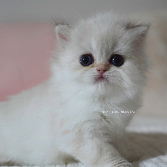 Plumette Femelle British Longhair