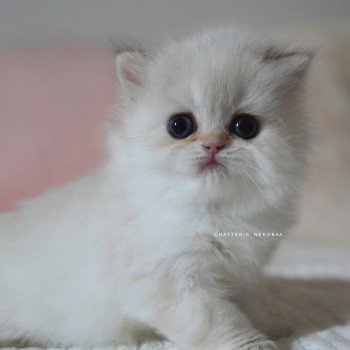 Plumette Femelle British Longhair