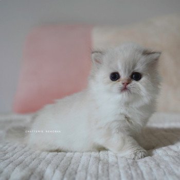 chaton British Longhair blue golden point Plumette Chatterie Nekobaa chaton British Longhair blue golden point Plumette Chatterie Nekobaa