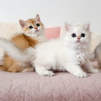 chaton British Longhair blue golden point Plumette Chatterie Nekobaa
