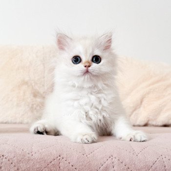chaton British Longhair blue golden point Plumette Chatterie Nekobaa
