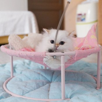 chaton British Longhair blue golden point Plumette Chatterie Nekobaa