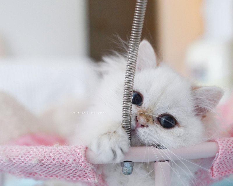 Plumette Femelle British Longhair