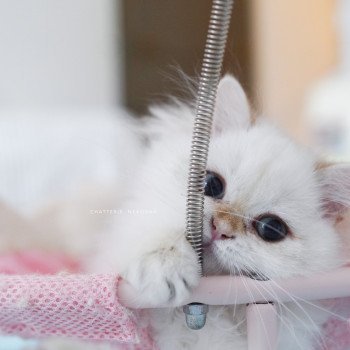 Plumette Femelle British Longhair