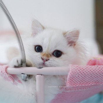 chaton British Longhair blue golden point Plumette Chatterie Nekobaa