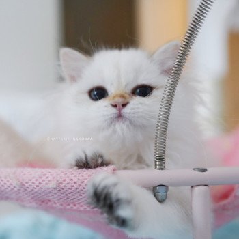 chaton British Longhair blue golden point Plumette Chatterie Nekobaa