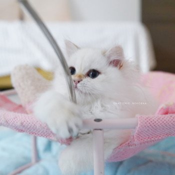 chaton British Longhair blue golden point Plumette Chatterie Nekobaa