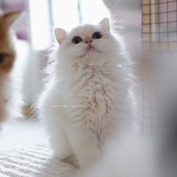 chaton British Longhair blue golden point Plumette Chatterie Nekobaa