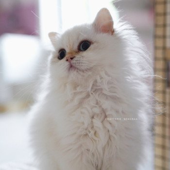 chaton British Longhair blue golden point Plumette Chatterie Nekobaa