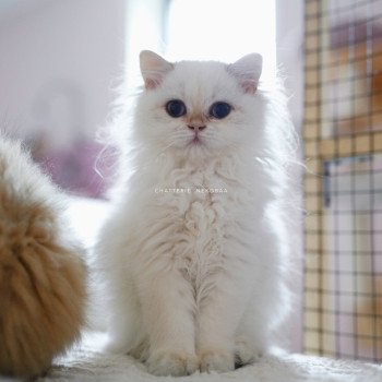 chaton British Longhair blue golden point Plumette Chatterie Nekobaa