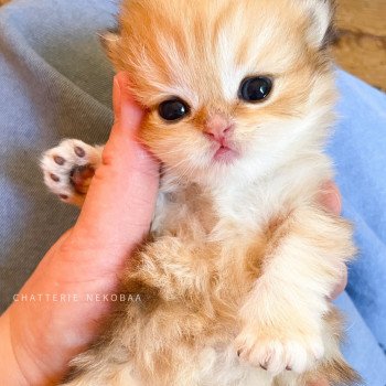 chaton British Longhair black golden blotched tabby Pochi Chatterie Nekobaa