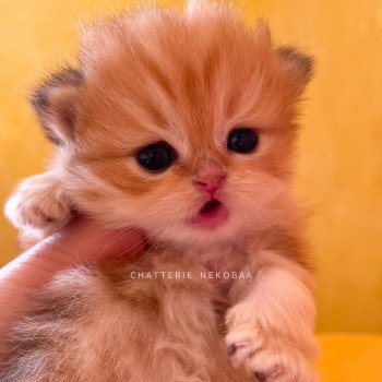 chaton British Longhair black golden blotched tabby Pochi Chatterie Nekobaa