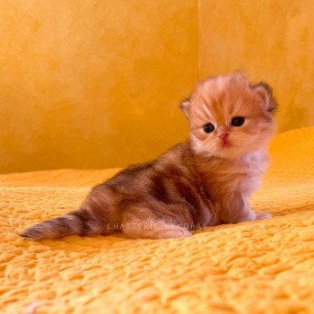 chaton British Longhair black golden blotched tabby Pochi Chatterie Nekobaa