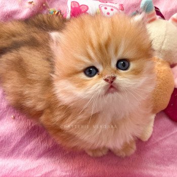 chaton British Longhair black golden blotched tabby Pochi Chatterie Nekobaa