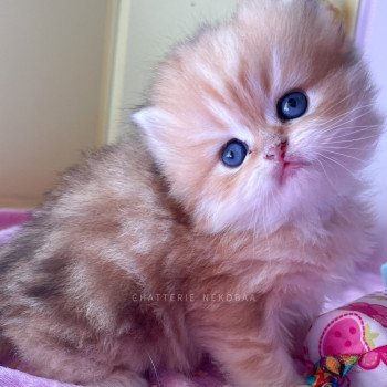 chaton British Longhair black golden blotched tabby Pochi Chatterie Nekobaa