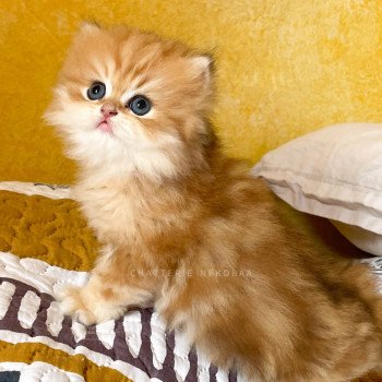 chaton British Longhair black golden blotched tabby Pochi Chatterie Nekobaa