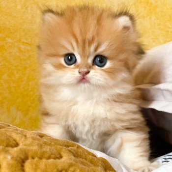 chaton British Longhair black golden blotched tabby Pochi Chatterie Nekobaa