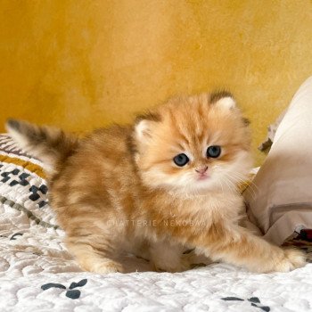 chaton British Longhair black golden blotched tabby Pochi Chatterie Nekobaa