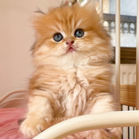 Pochi Mâle British Longhair