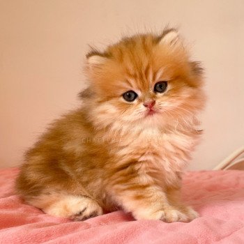 chaton British Longhair black golden blotched tabby Pochi Chatterie Nekobaa