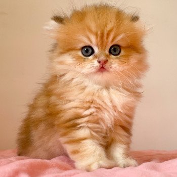 chaton British Longhair black golden blotched tabby Pochi Chatterie Nekobaa